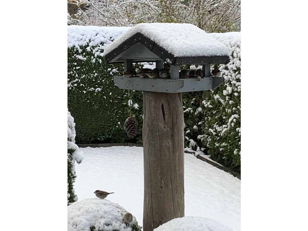 Futterplatz für Vögel im Garten