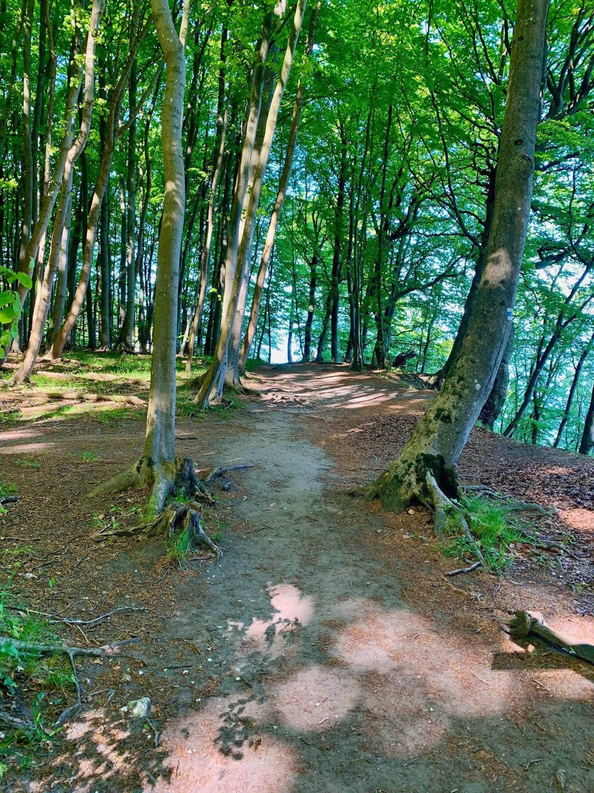 Hochuferweg durch den grünen Buchenwald Richtung Binz