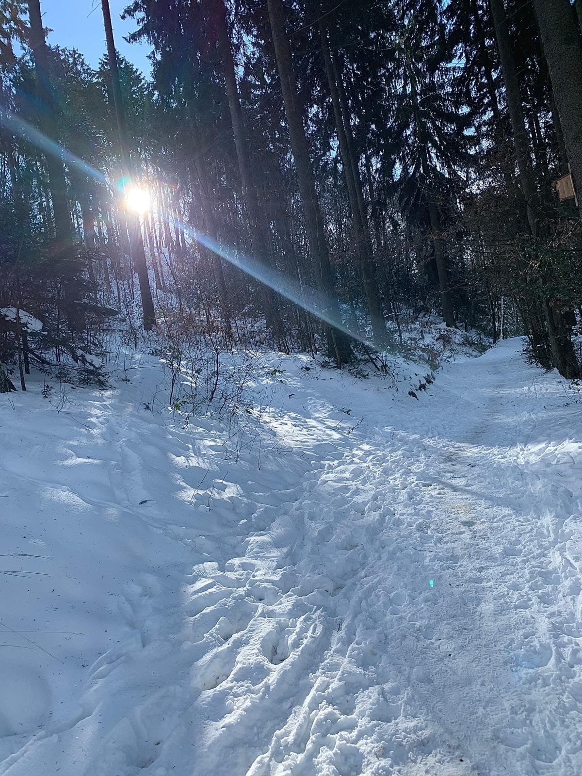 Verschneiter Waldweg in der Wintersonne